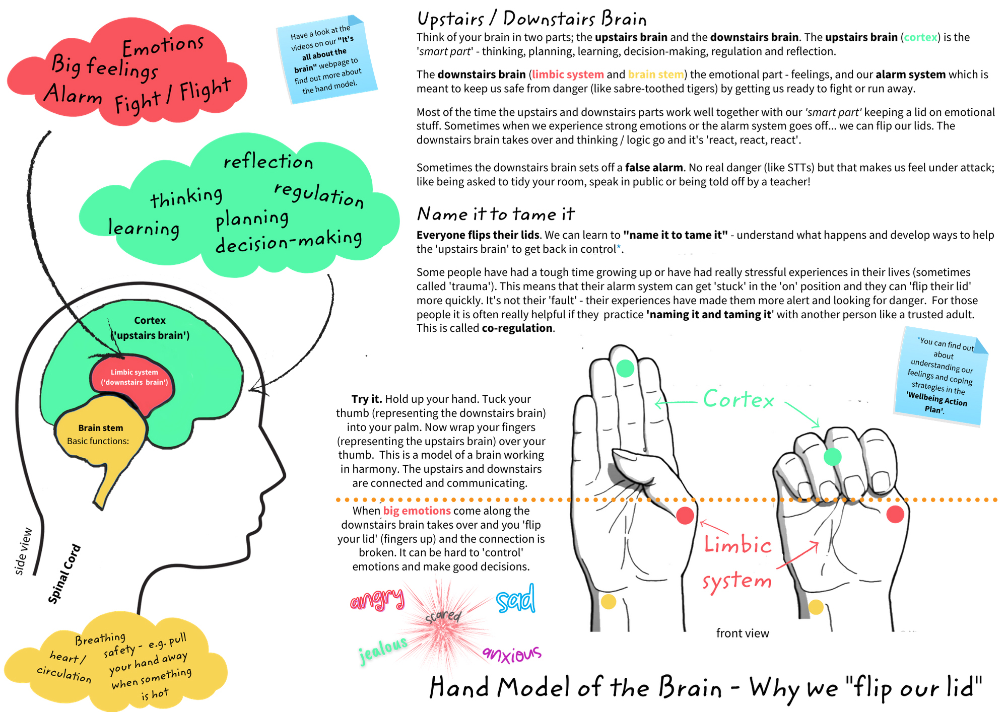 hand model of the brain
